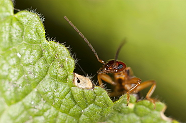 Earwig (Dermaptera), North West Bulgaria, Europe