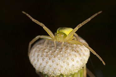 Crab spider (Thomisidae), North West Bulgaria, EuropeOrder Araneae;Family Araneida