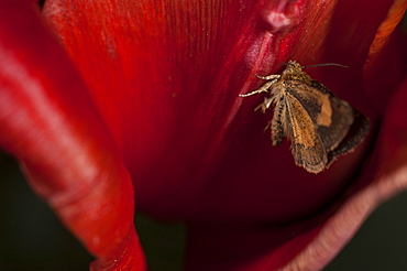 Moth (Heterocera) on red tulip, North West Bulgaria, Europe