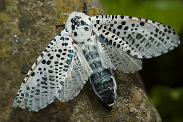 Leopard moth (Zeuzera pyrina) (Zeuzerinae), North West Bulgaria, EuropeFamily Cossidae