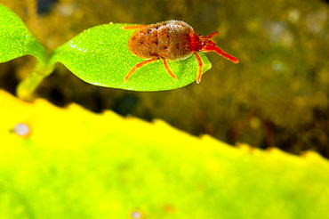 Red Velvet mite (Trombidium grandissimum);North West Bulgaria;Europe