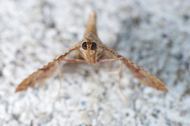 Moth (Endotricha flammealis) Pyralinae, Endotrichini,  North West Bulgaria, EuropeFamily Pyralidae