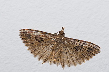 Twenty plume moth (Alucita hexadactyla), Bettel, Luxembourg, Europe