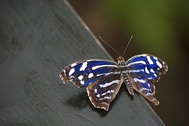 Exotic butterfly (Rhopalocera), Grevenmacher Butterfly Garden, Luxembourg, Europe