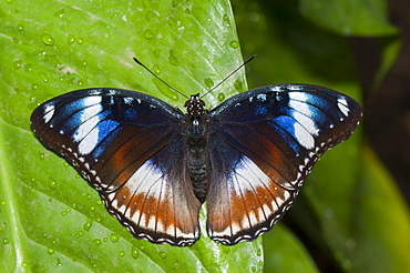 Exotic butterfly (Rhopalocera), Grevenmacher Butterfly Garden, Luxembourg, Europe