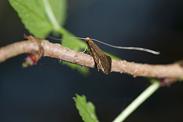 Longhorn moth (Nematopogon swammerdamella), Bettel, Luxembourg, Europe