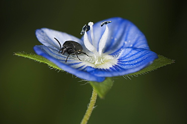 Pea and bean weevil (Leaf beetle) (Acanthoscelides), North West Bulgaria, EuropeFamily Chrysomelidae;Sub family Bruchinae