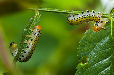 Caterpillars, North West Bulgaria, Europe