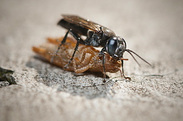 Grasshopper or cricket (Orthoptera) (Ensifera) and wasp (Apocrita), North West Bulgaria, EuropeOrder Hymenoptera