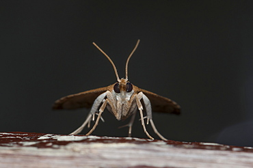 Grass moth (Crambidae), North West Bulgaria, Europe