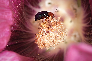 Leaf beetle (Chrysomelidae) on hibiscus, North West Bulgaria, Europe