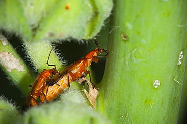 Soldier beetles (Cantharis rustica), North West Bulgaria, Europe