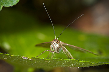 Moth (Heterocera) (Geometridae), North West Bulgaria, EuropeFamily Geometridae