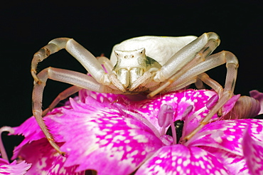 Goldenrod crab spider (Misumena vatia);North West Bulgaria;Europe