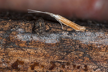 Grass moth (Crambidae), North West Bulgaria, Europe