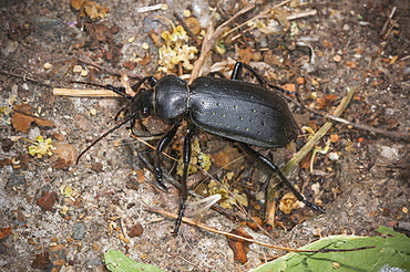 Ground beetle (Carabidae), North West Bulgaria, Europe