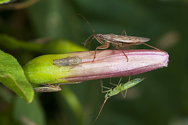 Mirid bug (Miridae) (Plant bug) and Capsid, North West Bulgaria, EuropeOrder Coleoptera