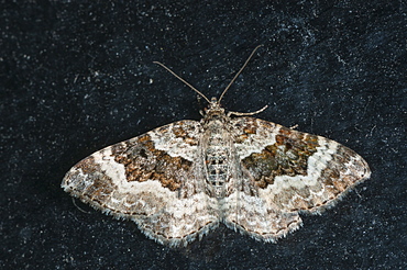 Carpet moth (Geometridae) (Larentiinae), North West Bulgaria, EuropeFamily Geometridae