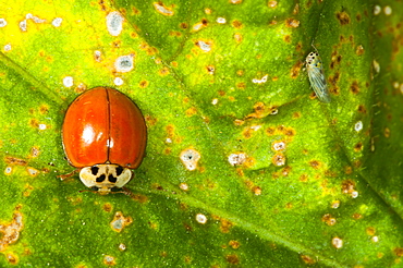 Ladybirds (Ladybug) (Coccinellidae), North West Bulgaria, Europe