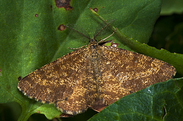 Common heath (Ematurga atomaria), North West Bulgaria, Europe