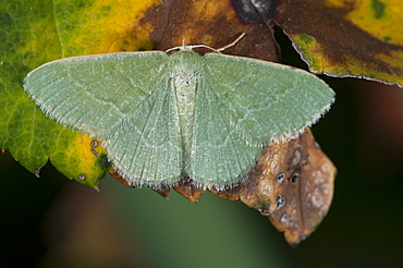 Phaiogramma etruscaria, North West Bulgaria, EuropeFamily Geometridae;Tribe Hemitheini