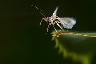 Damsel bug (Nabidae), North West Bulgaria, Europe