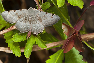 Moth (Heterocera), North West Bulgaria, Europe