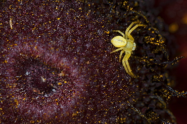 Crab spider (Thomisidae), North West Bulgaria, EuropeOrder Araneae;Family Araneida