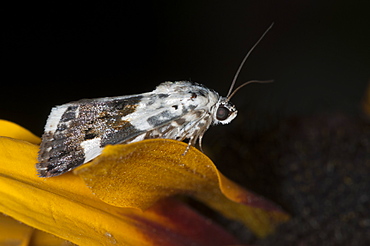 Moth (Heterocera), North West Bulgaria, Europe