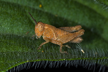 Grasshopper or cricket (Orthoptera) (Ensifera), North West Bulgaria, Europe