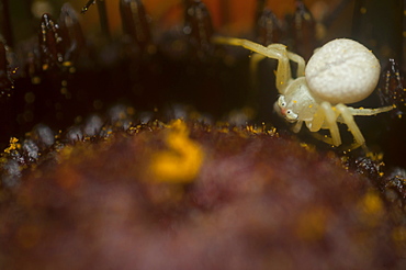 Crab spider (Thomisidae), North West Bulgaria, EuropeOrder Araneae;Family Araneida