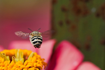 Bee (Apocrita), North West Bulgaria, EuropeOrder Hymenoptera;Family Apidae