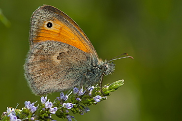 True browns (Elymniini), North West Bulgaria, EuropeFamily Nymphalidae;Sub family Satyrinae