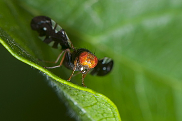 Fly (Diptera) (true flies), North West Bulgaria, Europe