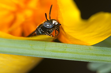 Wasp (Apocrita), North West Bulgaria, EuropeOrder Hymenoptera