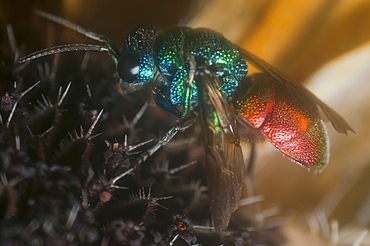 Wasp (Apocrita), North West Bulgaria, EuropeOrder Hymenoptera