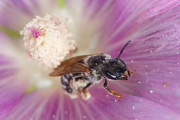 Bee (Apocrita) on hibiscus flower, North West Bulgaria, EuropeOrder Hymenoptera;Family Apidae