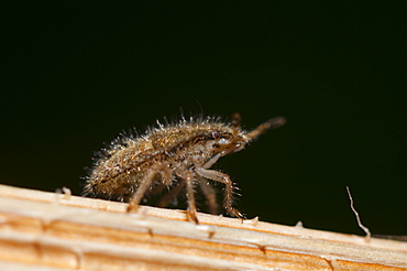 Stink bug nymph (shield bug) (Pentatominae) (Pentatomoidae), North West Bulgaria, Europe