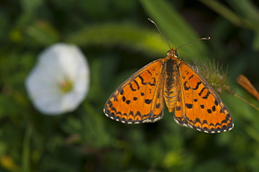 Longwings, Heliconian, North West Bulgaria, EuropeFamily Nymphalidea;Sub family Heliconiinae