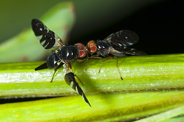 Mating dance of flies (Diptera) (true flies), North West Bulgaria, Europe