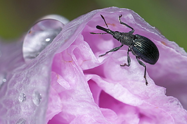 Weevil apion (Perapion curtirostre) (Curculionoidae) (Apionidae) on hibiscus, North West Bulgaria, Europe