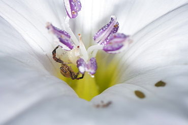 Crab spider (Thomisidae), North West Bulgaria, EuropeOrder Araneae;Family Araneida