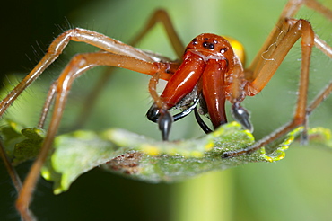 Spider, North West Bulgaria, EuropeOrder Araneae;Family Araneida