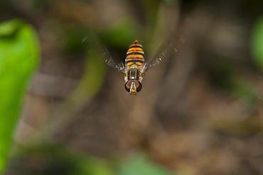 Hoverfly (Syrphidae) (Diptera), North West Bulgaria, EuropeOrder Diptera (true flies);Sub-order Cyclorrhapha