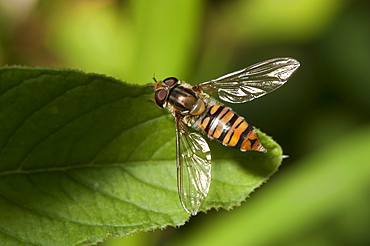 Hoverfly (Syrphidae), North West Bulgaria, EuropeOrder Diptera (true flies);Sub-order Cyclorrhapha