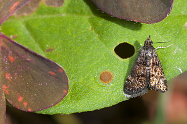 Moth (Heterocera), North West Bulgaria, Europe