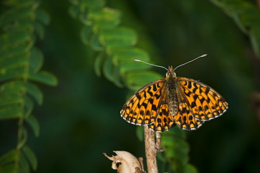 Longwings, Heliconian, North West Bulgaria, EuropeFamily Nymphalidae;Sub family Heliconiinae