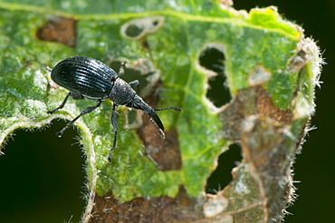 Weevil apion (Perapion curtirostre) (Curculionoidae) (Apionidae) on hibiscus leaf, North West Bulgaria, Europe