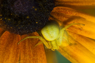 Crab spider (Thomisidae), North West Bulgaria, EuropeOrder Araneae;Family Araneida