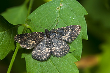 Moth (Geometridae), North West Bulgaria, EuropeFamily Geometridae